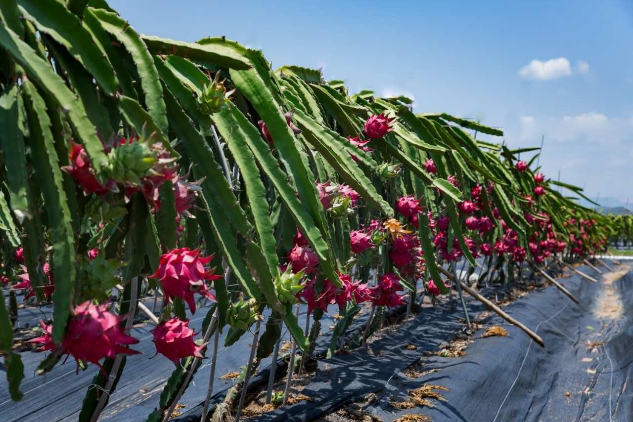 北方可以種植火龍果嗎？怎么施肥產(chǎn)量高？